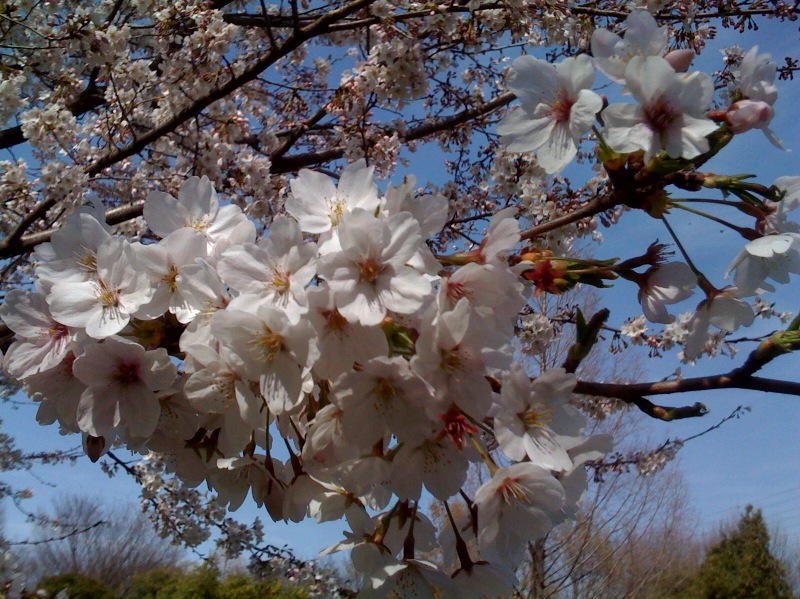 ohanami20090406.jpg